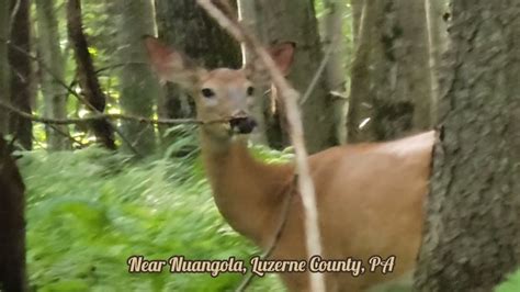 Beautiful Deer Near Nuangola Luzerne County PA USA YouTube