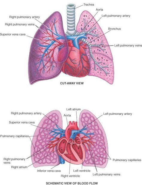 Heart Connected To Lungs Diagram Normal Heart Anatomy And Bl