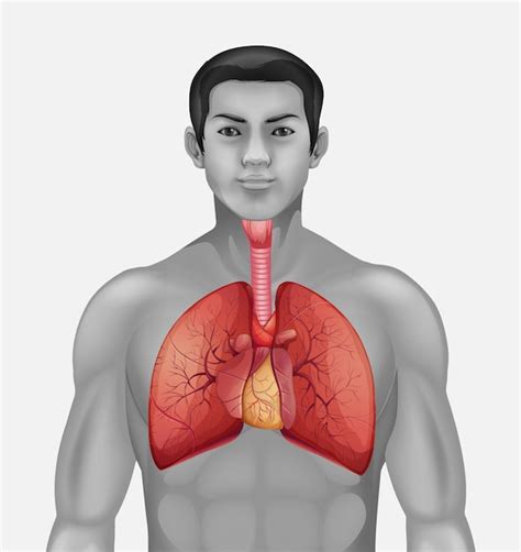 Premium Vector Human Heart