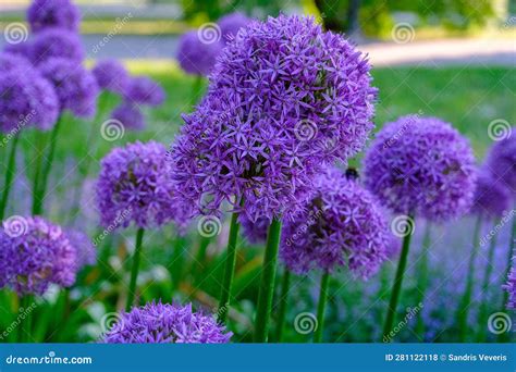 Allium Hollandicum Persian Onion Dutch Garlic Purple Sensation Rain