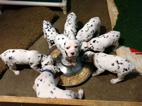 Dalmatian Puppies For Sale