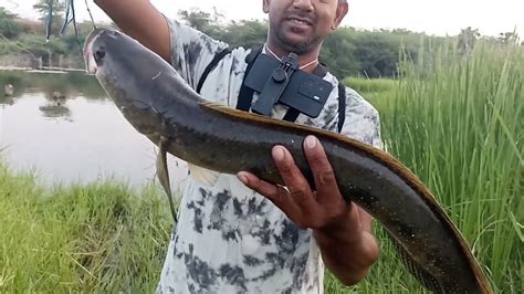 Big Snakeheads Hunting Amazing Mural Fishing In Village Fishing Youtube