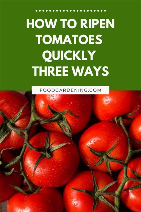 How To Ripen Tomatoes Quickly Three Ways In How To Ripen