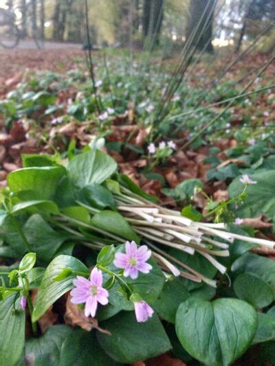 In Het Wilde Weg Themawandeling Eetbare Wilde Planten