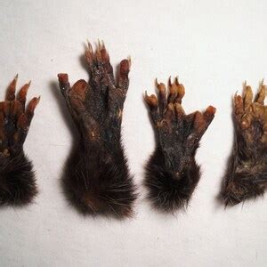 Real Possum Foot Paw Taxidermy Feet Small Bones, Claws, and Skin - Etsy