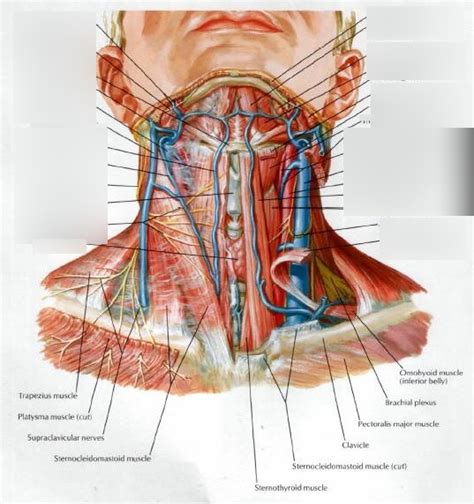 Arteries And Veins Of The Thorax Diagram Quizlet