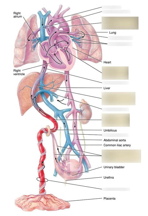 Figure Fetal Circulation Alternate Diagram Quizlet