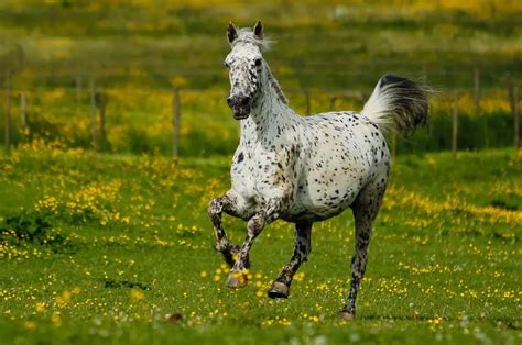 Black and White Horse Breeds: Top 13 with Pictures