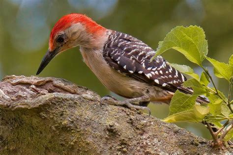 47 Common Backyard Birds North America