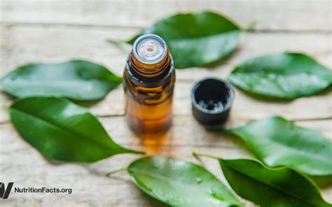 Tea Tree Oil And Hormonal Side Effects Modern Natural Living