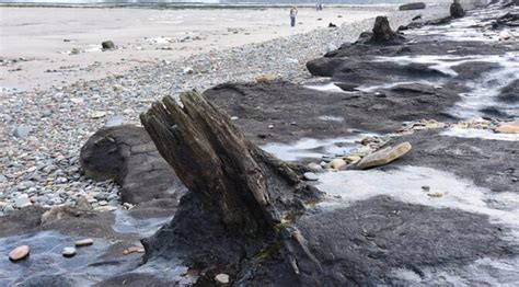 7000 Year Old Forest And Footprints Uncovered In The Atlantis Of