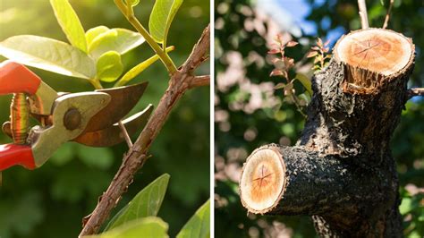 Cómo sellar las heridas de una planta para evitar que la invadan los