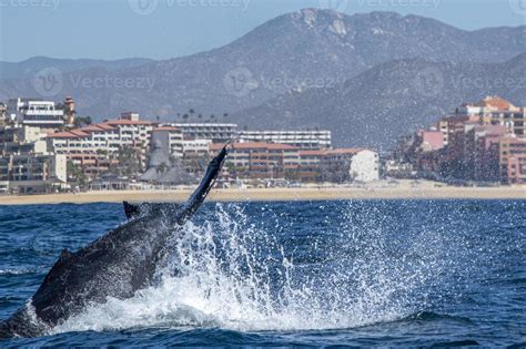 Humpback Whale Tail Slapping In Front Of Whale Watching Boat In Cabo