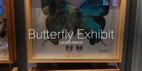 Butterfly Exhibit