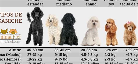 Caracteristicas De La Raza French Poodle Mini Toy Wow Blog