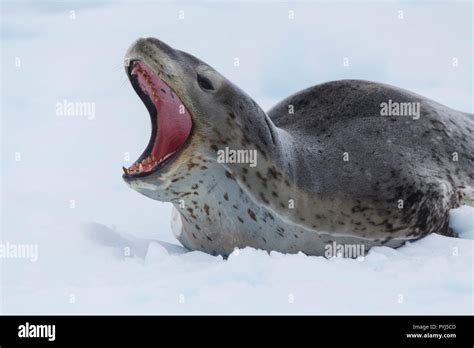 Leopard seal, Antarctica Stock Photo - Alamy