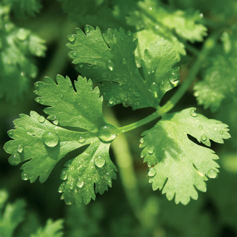 Cilantro Pesto Canadas Local Gardener Magazine