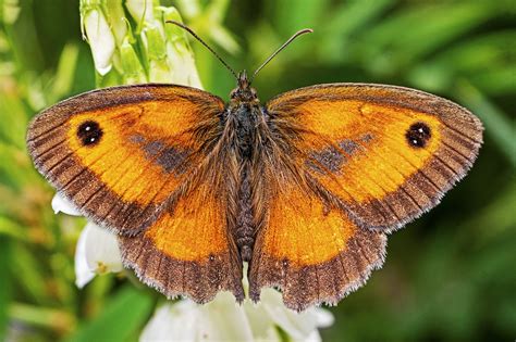 Gatekeeper butterfly (DSCF2664) | Flickr, Butterfly