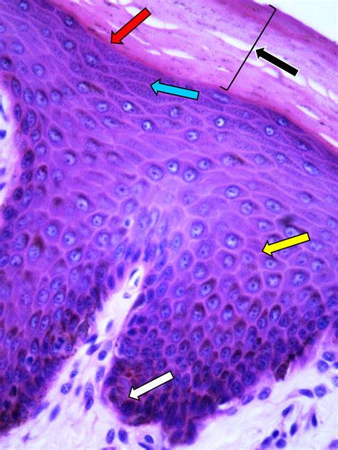 Sistema Tegumentar Fotos Histologia de Órgãos e Sistemas