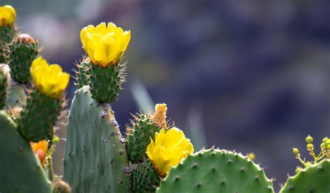 Comment Entretenir Un Cactus En Extérieur Jardiland