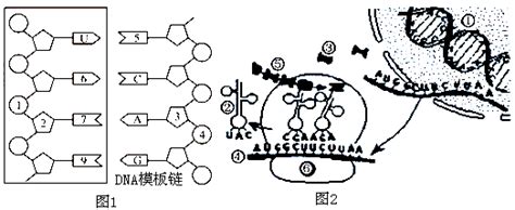 下图表示细胞内遗传信息表达的过程根据所学的生物学知识回答下列问题 1图1中方框内所示结构是 的一部分它在 中合成其基本组成单位是