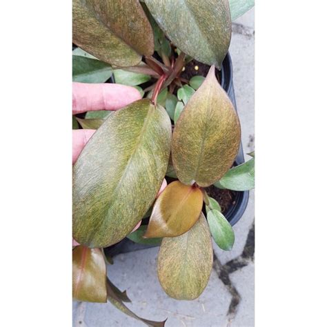 Buy Philodendron Black Cardinal Variegated 6 From Thailand Great Deal