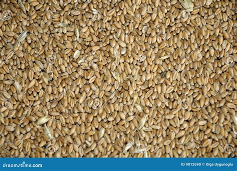 Wheat grains in bulk stock photo. Image of life, eating - 9812690