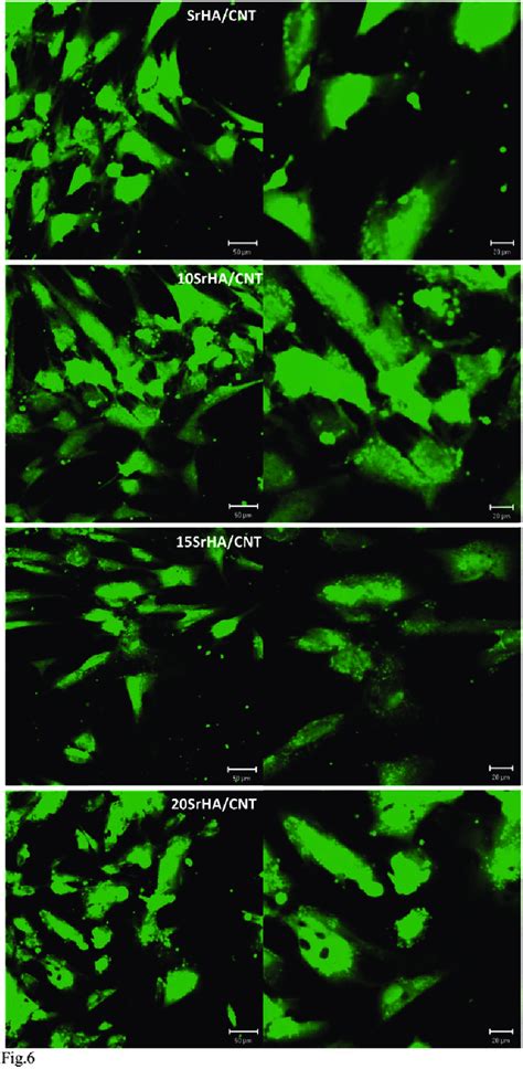 Confocal Images Of Hmscs Adhesion On And Mol Srha Cnt Gel