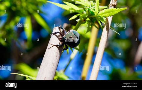 green fig beetle Stock Photo - Alamy