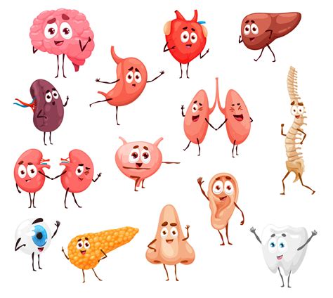 Cartoon human body internal organs characters 11948652 Vector Art at ...