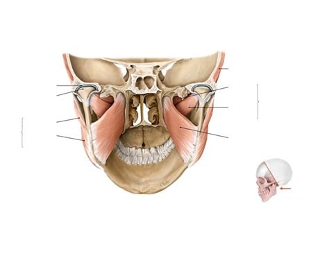 Medial Pterygoid Muscles Oblique Posterior View Diagram Quizlet