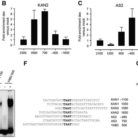 Differentiation Promoting Transcription Factors Are Direct