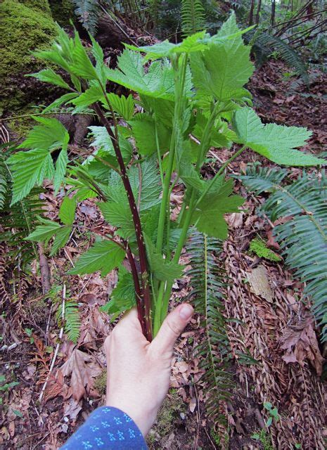 Sproutbouquet Elise Krohn Wild Foods And Medicines