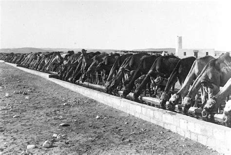 HISTÓRIA LICENCIATURA Animais na Primeira Guerra Mundial 1914 1918