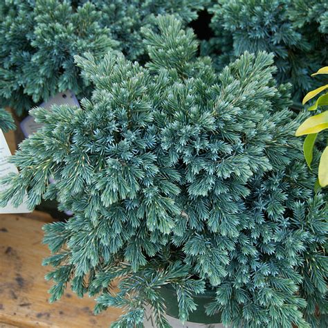 Juniperus Squamata Blue Star