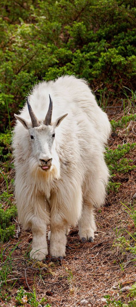 Drooling Goat Sticking His Tongue Out Smithsonian Photo Contest