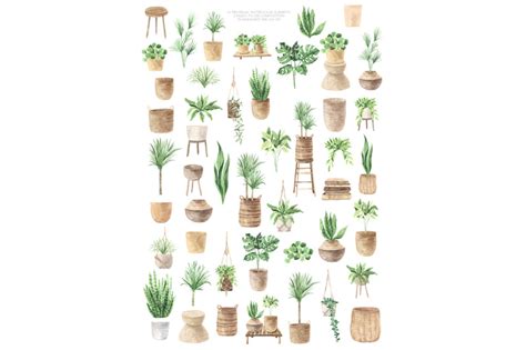 Home Jungle Boho Plants Set By Larysa Zabrotskaya Thehungryjpeg