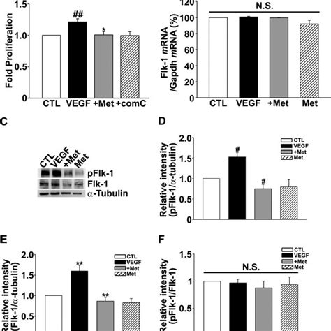 Metformin Inhibited Vegf Induced Proliferation Of Huvecs And Reduced