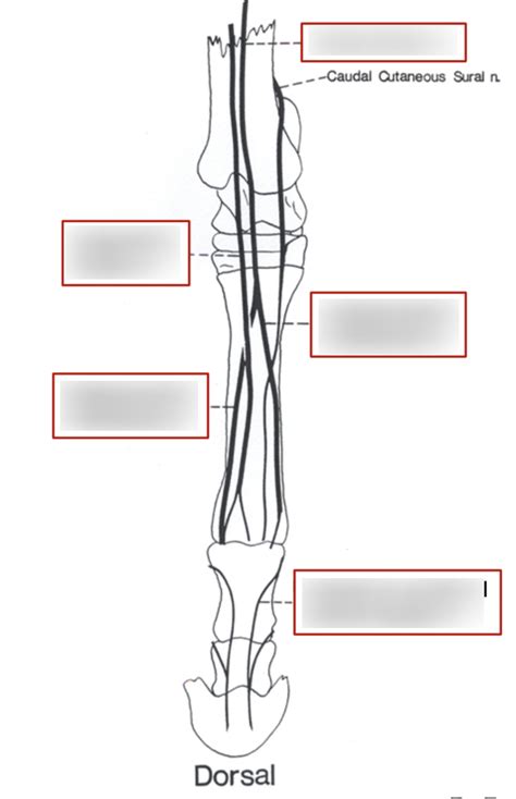 Common Fibular N Branches Deep Surface Diagram Quizlet