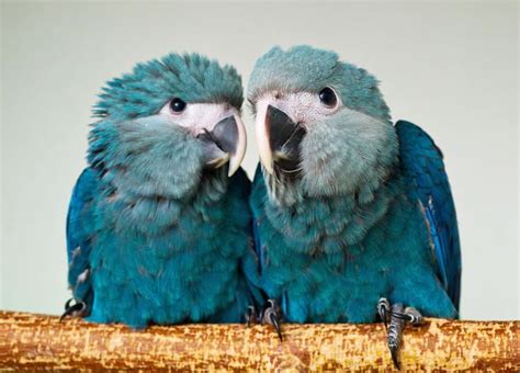 Spix's macaw - Alchetron, The Free Social Encyclopedia