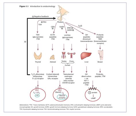 Introduction To Endocrinology - pediagenosis