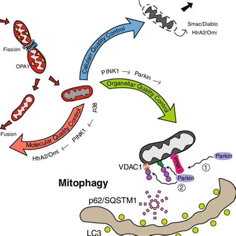 Pdf Mitochondrial Quality Control And Parkinsons Disease A Pathway