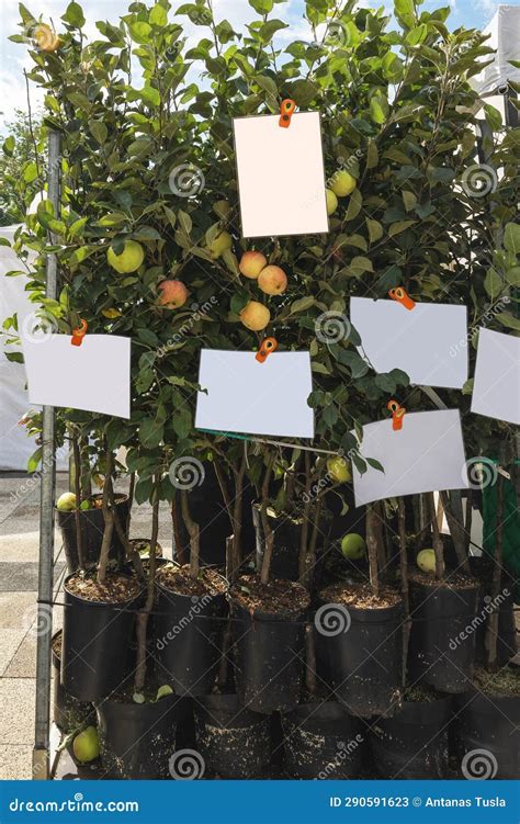 Various Apple Seedlings at the Agricultural Fair Stock Image - Image of ...