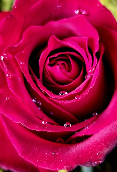 Pink Rose in Shallow Photography · Free Stock Photo