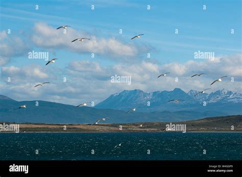 Seagulls In The Harbour Of Ushuaia Tierra Del Fuego Argentina South