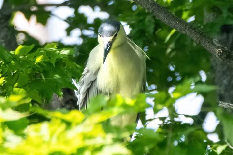 Bihoreau Gris Black Crowned Night Heron Annie Dufour Flickr