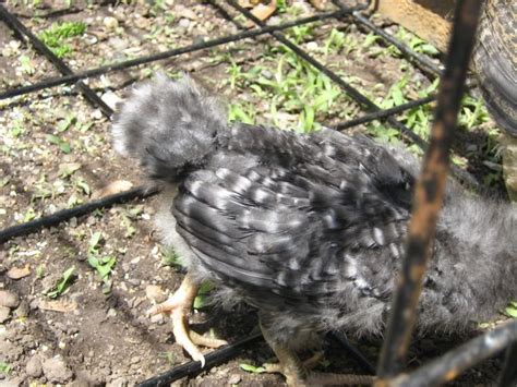 3 Week Old Barred Rock Chick Gender Picture Heavy Backyard