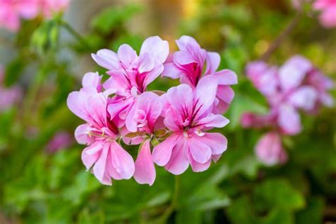 Common Varieties And Types Of Geraniums Florgeous