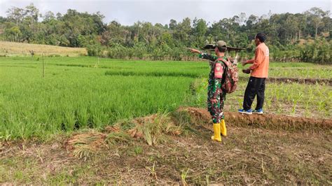 Program Ketahanan Pangan Nasional Babinsa Cek Lokasi Persawahan