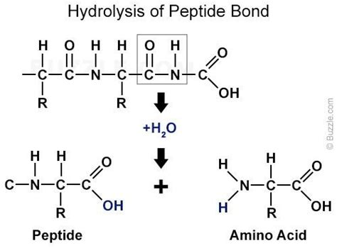 Chapter 13 Peptide Bond Formation And Hydrolysis Flashcards Quizlet